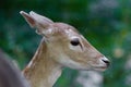 Female deer close up