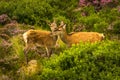 Female Deer Cuddles With Cute Newborn Fawn In The Scenic Landscape Of Scotland