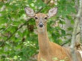 Female Deer, a Doe with Huge Ears and Big Eyes Landscape