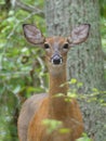 Female Deer, a Doe with Huge Ears and Big Eyes Portrait