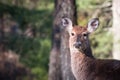 Female deer eating a weed. Royalty Free Stock Photo