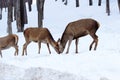 Female deer eating in winter-Stock Photos