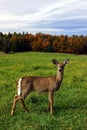 Female Deer on a Fall Day