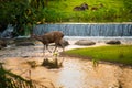 A female deer in the forest