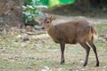 Female deer on forest field Royalty Free Stock Photo
