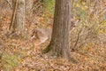 Female deer hiding behind a tree Royalty Free Stock Photo