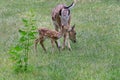 Wild animal. Family in green grass. Female deer and his baby