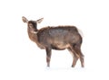 female deer is isolated on a white standing on white snow Royalty Free Stock Photo