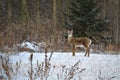 Female deer watching in snowy field in front of forest.