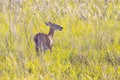 Female Deer In A Prairie