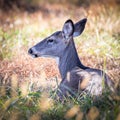 A female deer rests in a meadow in Wyomissing Park, PA