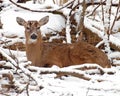 Female deer in snow