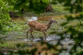 Female deer walking in the water Royalty Free Stock Photo