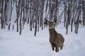 A female deer in a winter forest Royalty Free Stock Photo