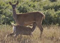 Female deer & young fawn feeding in Richmond Park Royalty Free Stock Photo