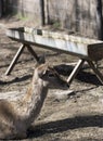 Female deer in the zoo Royalty Free Stock Photo