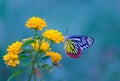 A female Delias eucharis, the common Jezebel, is a medium-sized pierid butterfly found resting on to the flower plant in a public