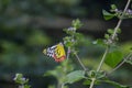 Delias eucharis, the common indian Jezebel, is a medium-sized pierid butterfly feeding on the flower plant