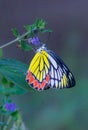 Delias eucharis, the common Jezebel, is a medium-sized pierid butterfly hanging on the flower plant