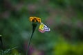 Beautiful Delias eucharis, the common Jezebel, is a medium-sized pierid butterfly resting on the Marigold flower plants