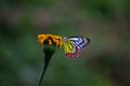 Beautiful Delias eucharis, the common Jezebel, is a medium-sized pierid butterfly resting on the Marigold flower plants