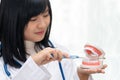 Female dentist demonstrate brushing teeth with teeth model. Royalty Free Stock Photo