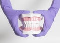 Female dentist hand in medical purple gloves holding teeth model