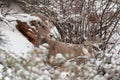 Female desert big horned sheep standing between snowy bushes