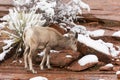 Female desert bighorn sheep foraging for food in winter