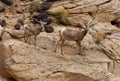 Female Desert Bighorn Sheep with Lamb Capitol Reef National Park Royalty Free Stock Photo