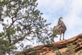 Female Desert Bighorn Sheep in Zion National Park.Utah.USA