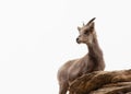 Female desert bighorn sheep on top of a sandstone ridge