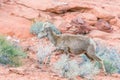 Female Desert Bighorn Sheep in Valley of Fire State Park.Nevada.USA