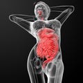 Female digestive system Royalty Free Stock Photo