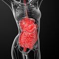 Female digestive system Royalty Free Stock Photo