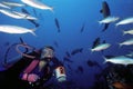Female Diver and Fish School Royalty Free Stock Photo