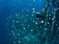 Female diver in mixed school of sergeant major and Brown chromis. Bonaire. Caribbean Diving holiday