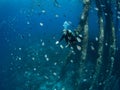 Female diver in mixed school of sergeant major and Brown chromis. Bonaire. Caribbean Diving holiday