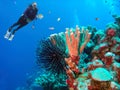 Scuba Diver Observes a Lively Crinoid in the Marshall Islands