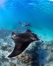 Female diver swimming with an oceanic manta ray (Mobula birostris)