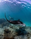 Female diver swimming with an oceanic manta ray (Mobula birostris) Royalty Free Stock Photo