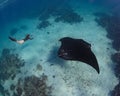 Female diver swimming with an oceanic manta ray (Mobula birostris)