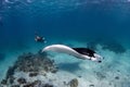 Female diver swimming with an oceanic manta ray & x28;Mobula birostris& x29; Royalty Free Stock Photo