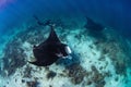 Female diver swimming with oceanic manta ray (Mobula birostris)