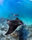 Female diver swimming with an oceanic manta ray (Mobula birostris) Royalty Free Stock Photo