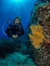 Female diver and Yellow gorgonian, Formiche Reef/ Royalty Free Stock Photo