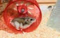 The female Djungarian dwarf hamster is running in the red plastic wheel in the cage Royalty Free Stock Photo