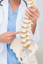 Female doctor with anatomical spine Royalty Free Stock Photo