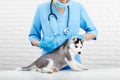 Female doctor in blue caring about husky dog in clinic. Royalty Free Stock Photo