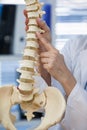 Female doctor holding spine model Royalty Free Stock Photo